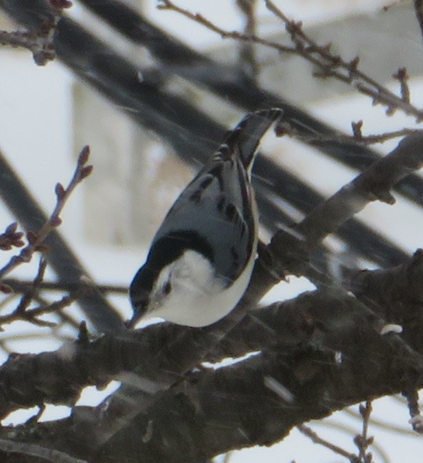 White-breasted Nuthatch - ML140900261