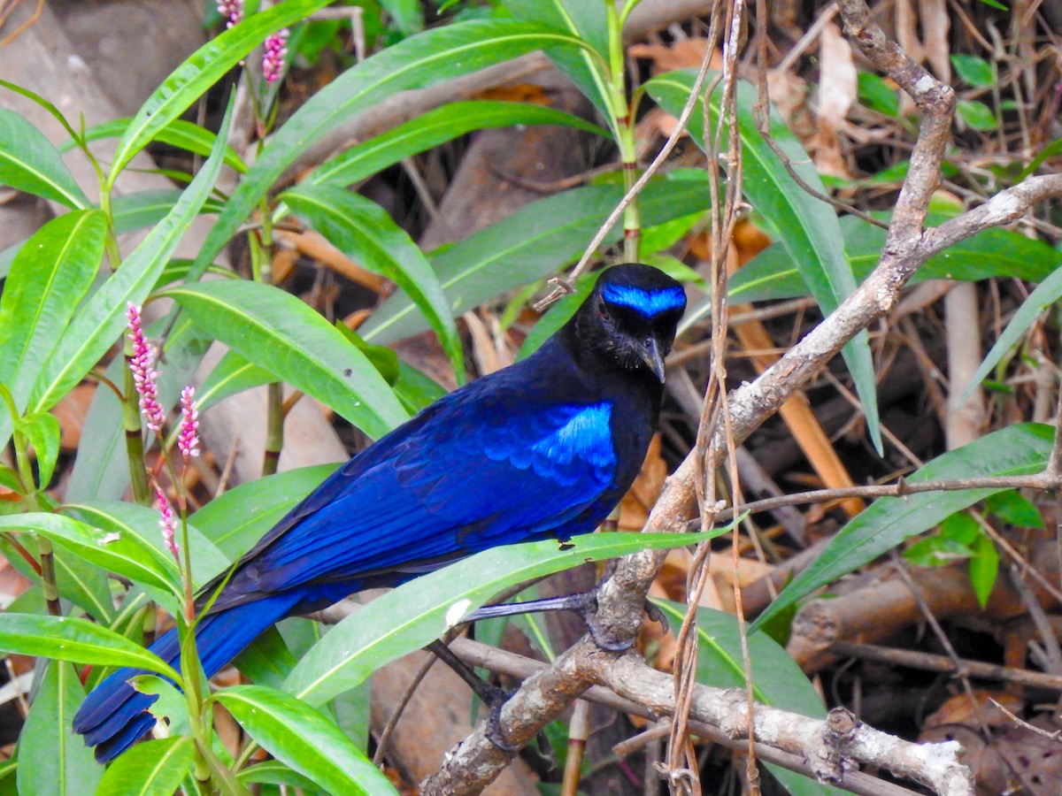 Малабарская синяя птица - ML140900751