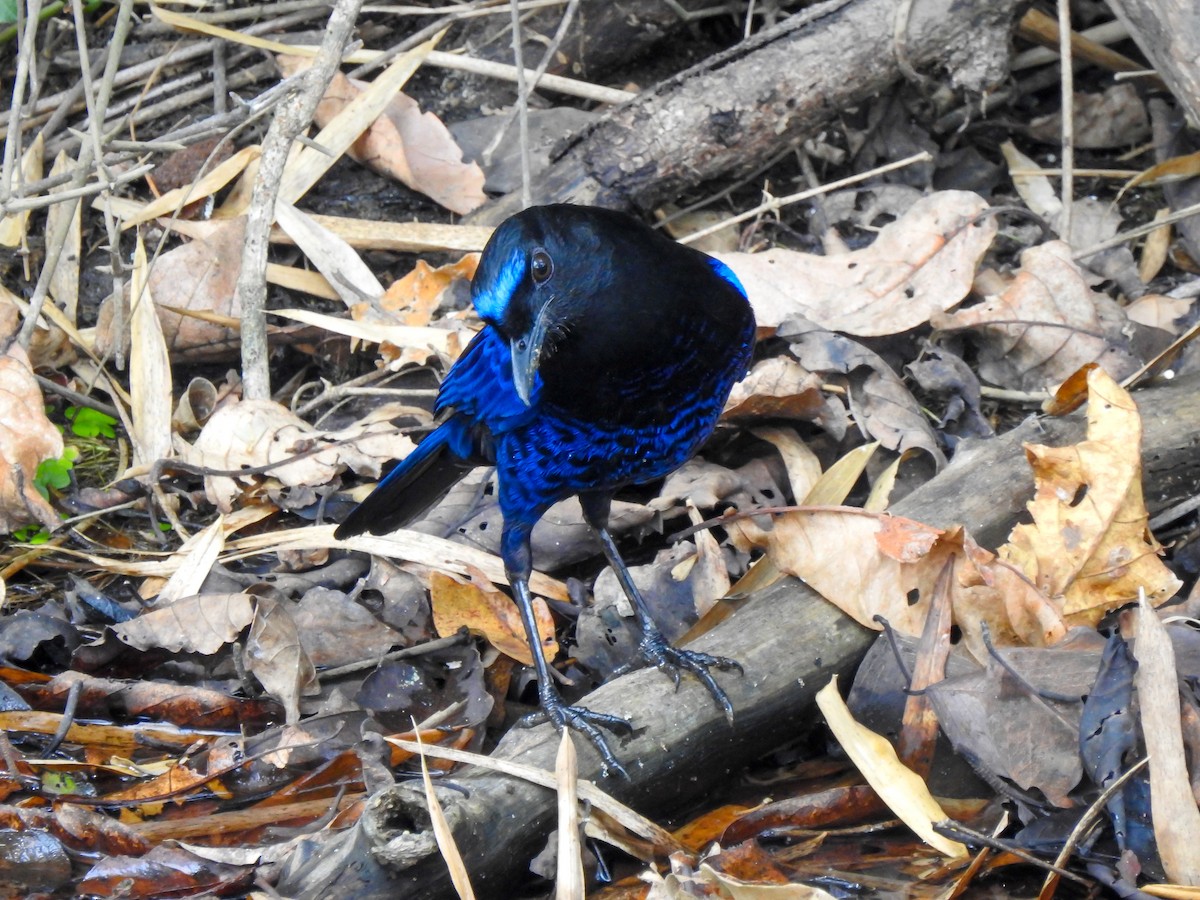 Малабарская синяя птица - ML140900771