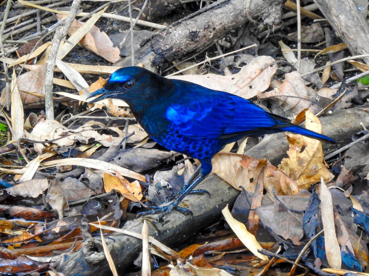 Малабарская синяя птица - ML140900801