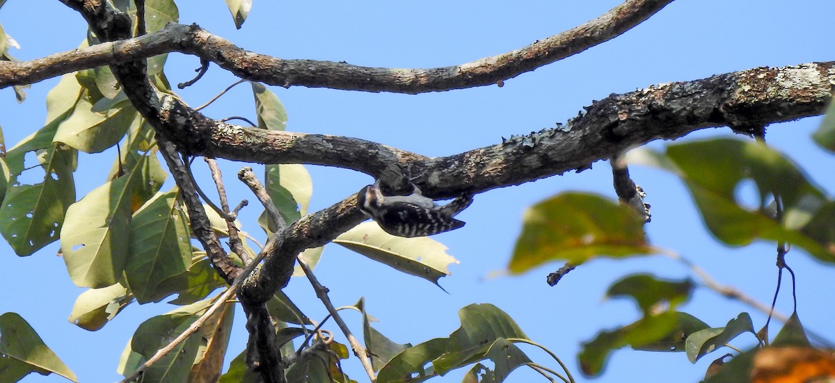 Brown-capped Pygmy Woodpecker - SYAMILI MANOJ