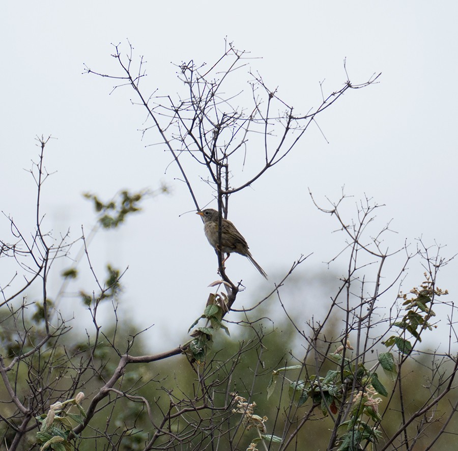 Wedge-tailed Grass-Finch - Karen  Hamblett