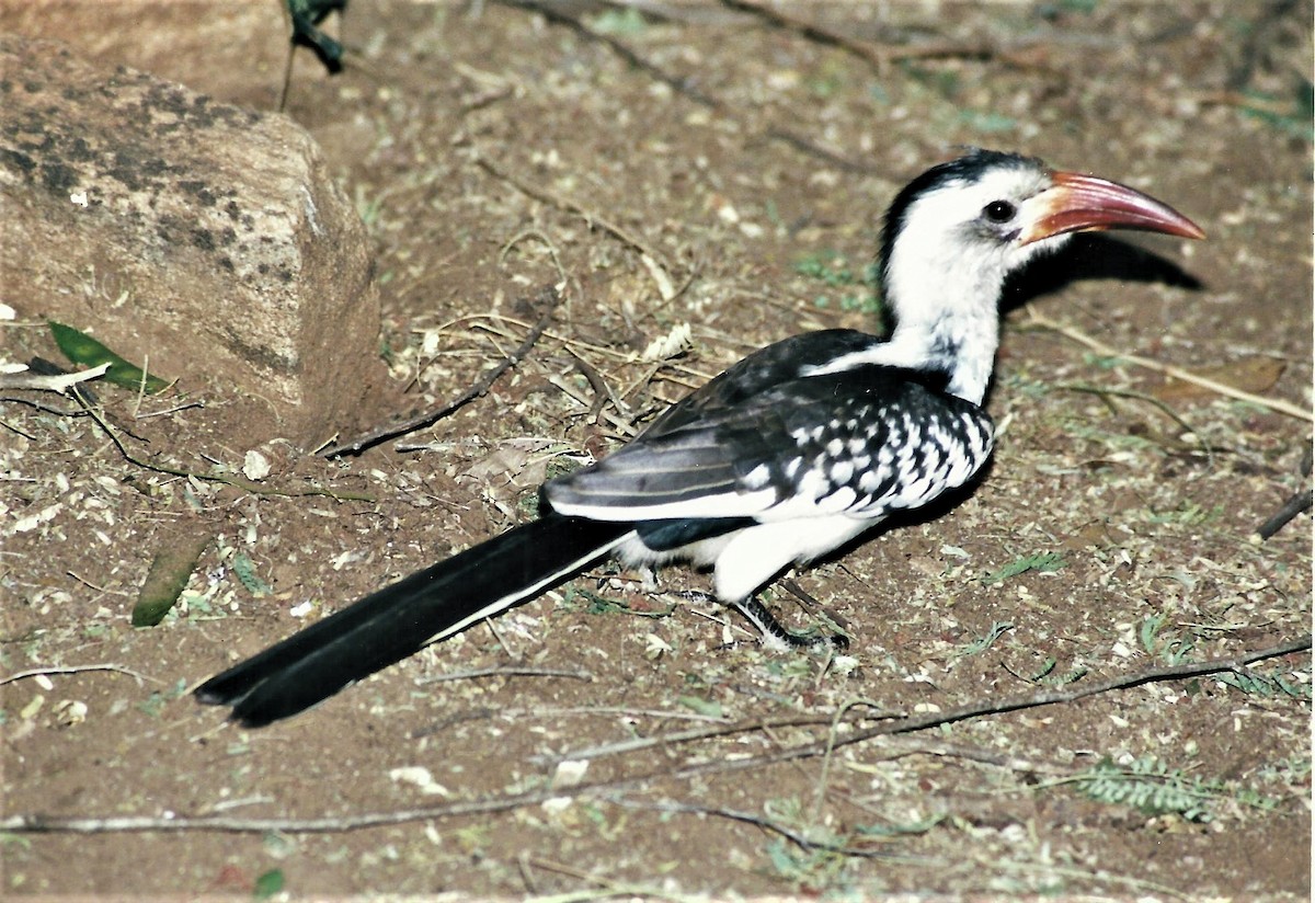 Northern Red-billed Hornbill - Francisco Vizcaíno