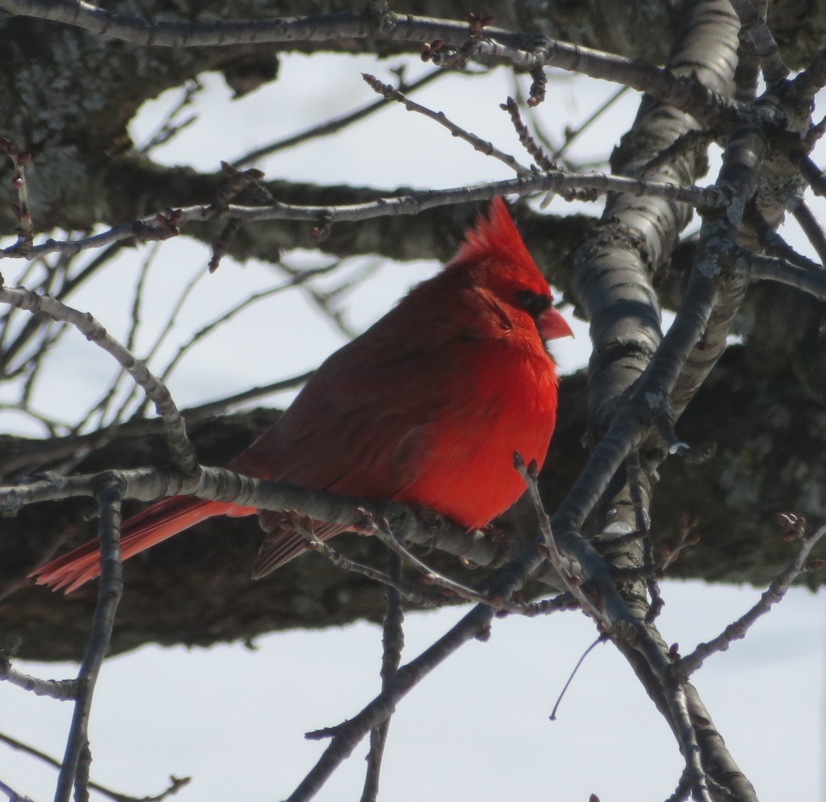 Cardinal rouge - ML140903131