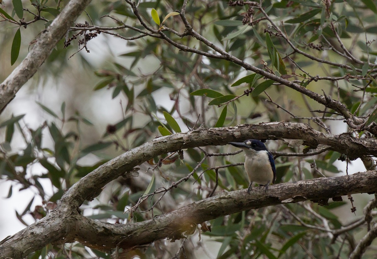 Forest Kingfisher - ML140903891