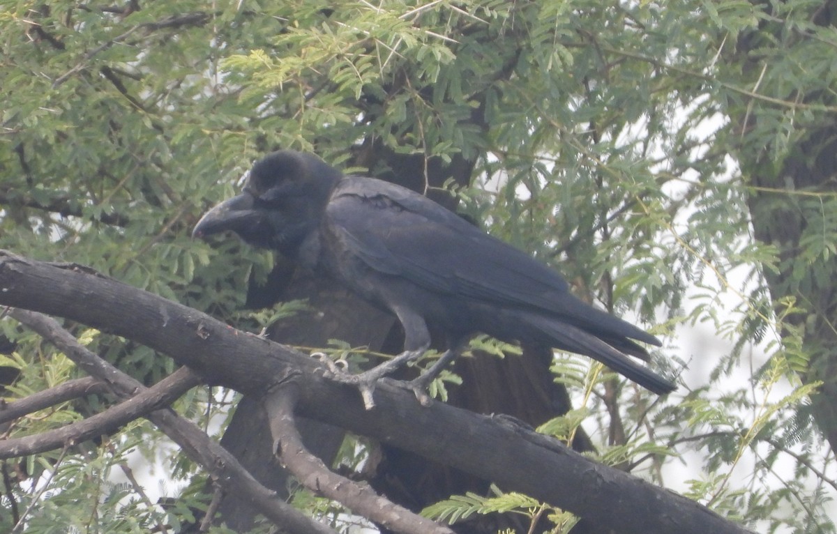 Large-billed Crow - ML140904101