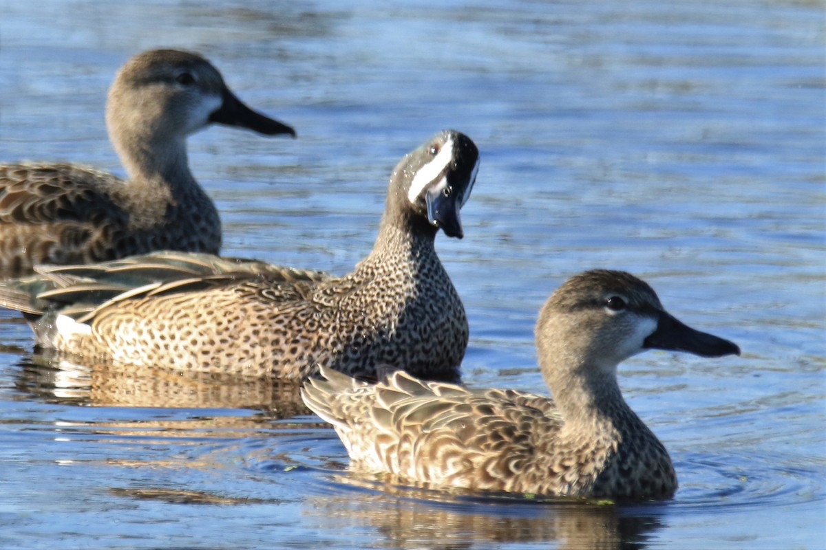 Blue-winged Teal - ML140904191