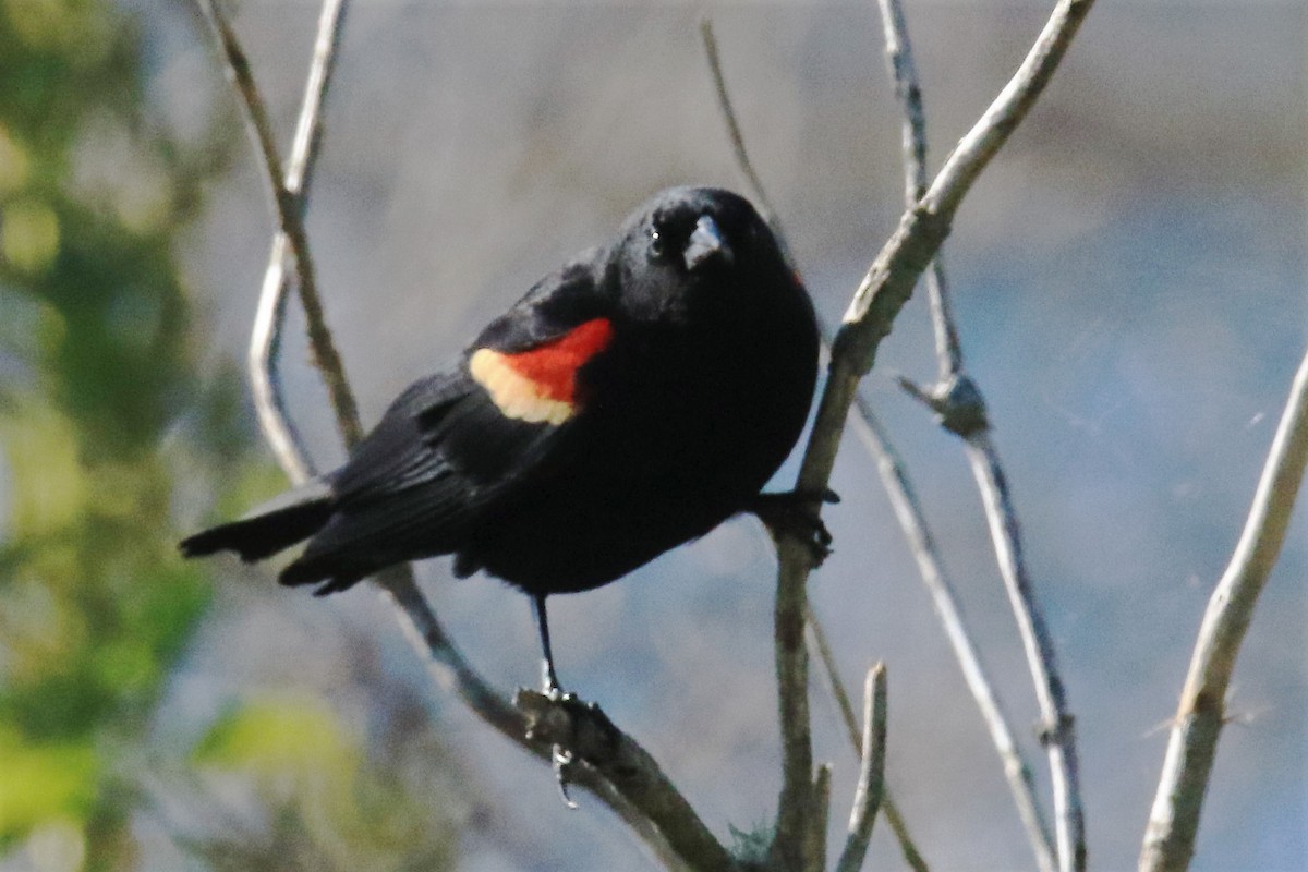 Red-winged Blackbird - ML140905181