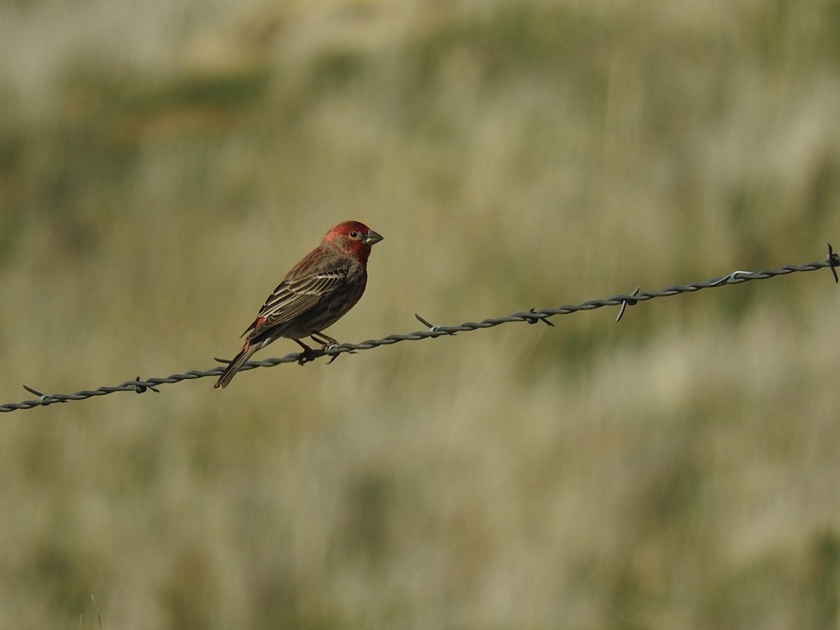 House Finch - George Vaughan