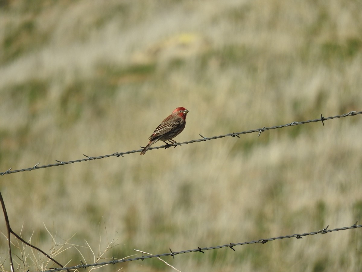 House Finch - George Vaughan