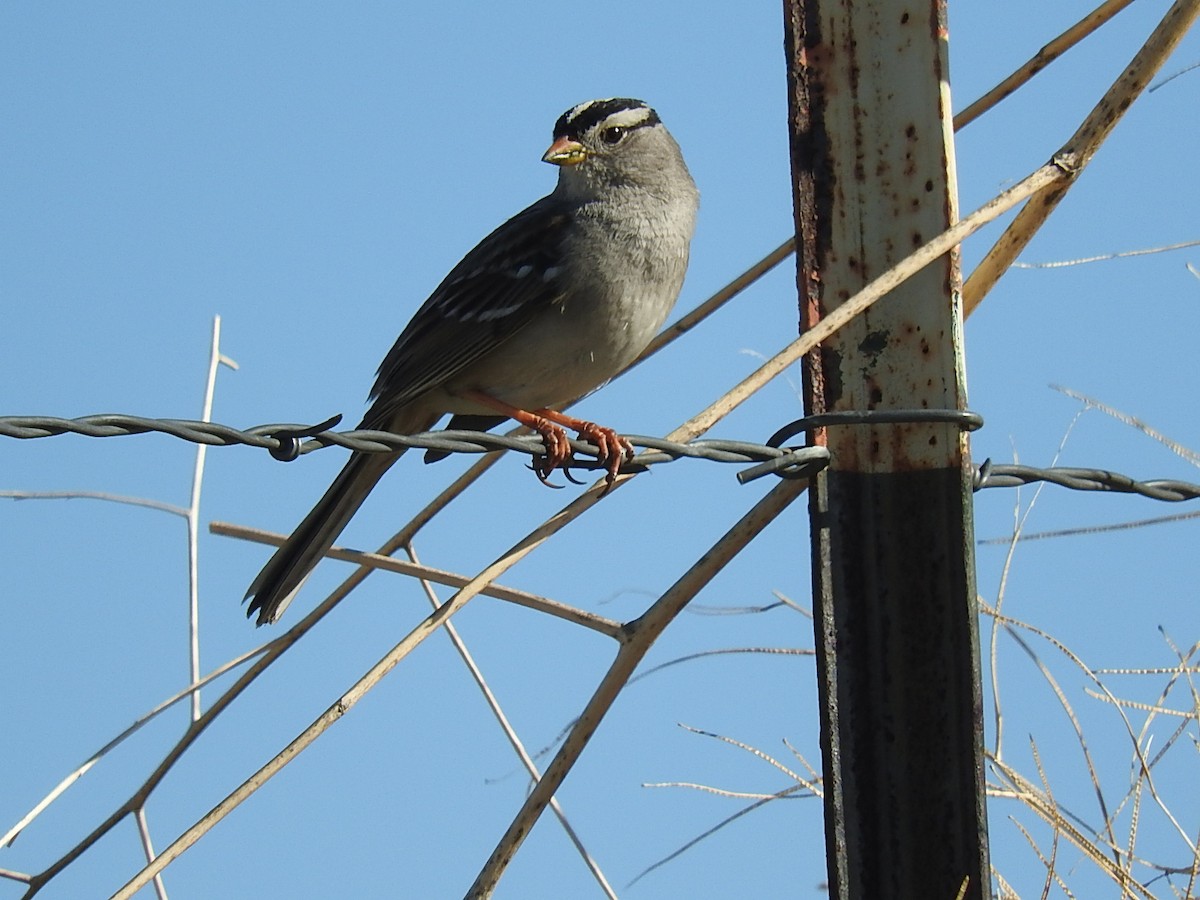 White-crowned Sparrow - ML140905891
