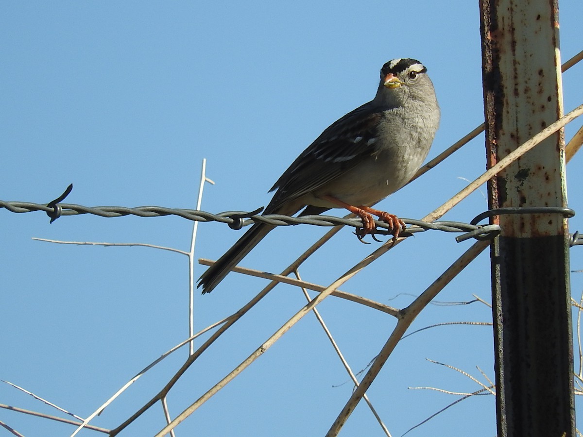 White-crowned Sparrow - ML140905901