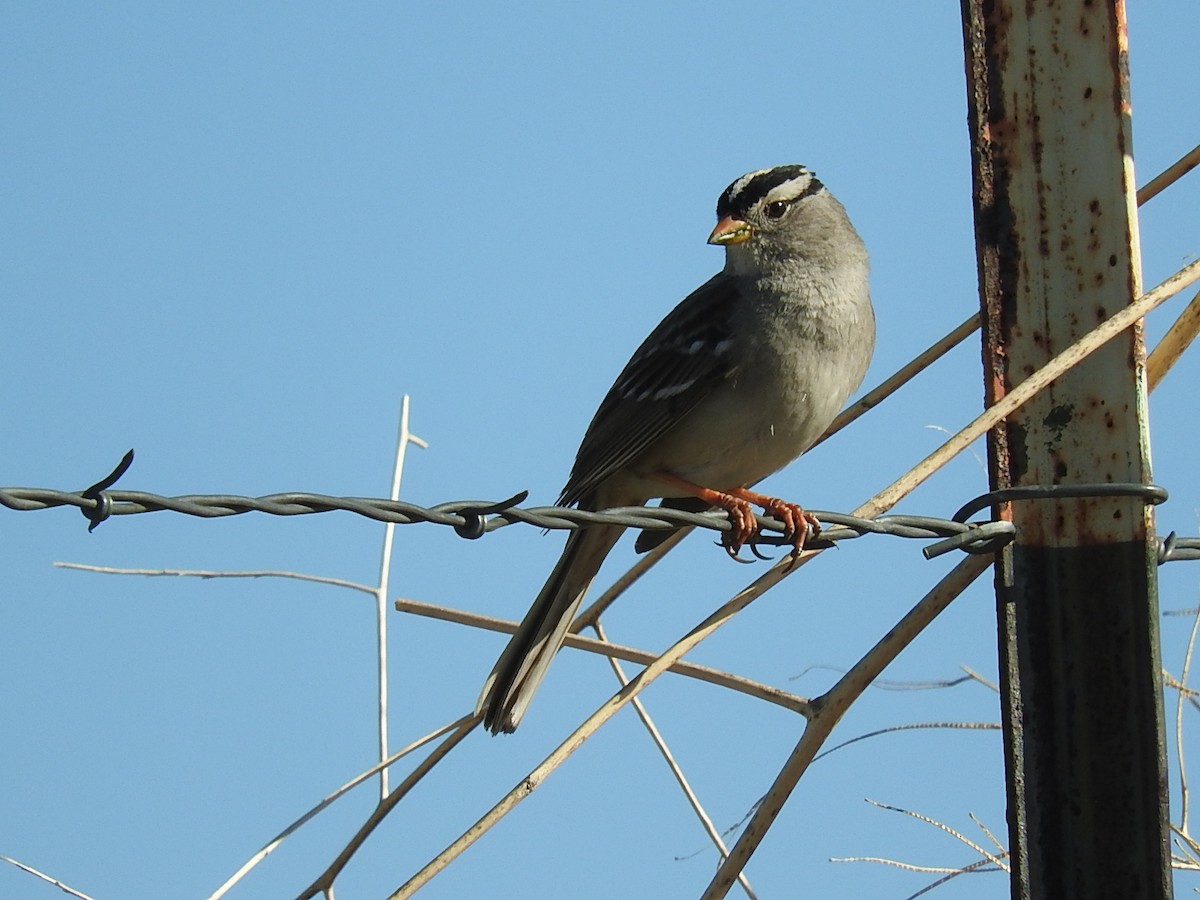 White-crowned Sparrow - ML140905911