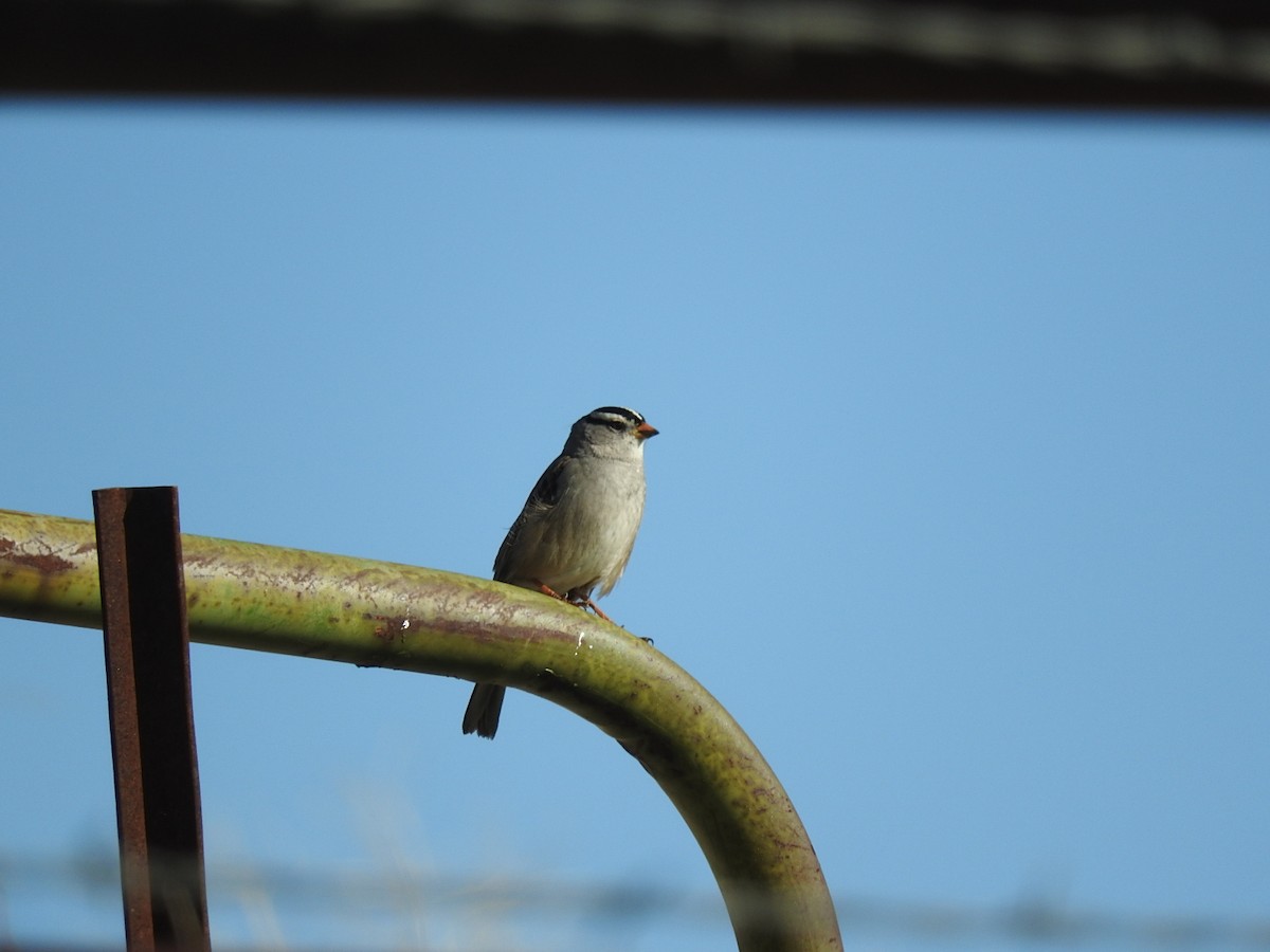 White-crowned Sparrow - ML140905921