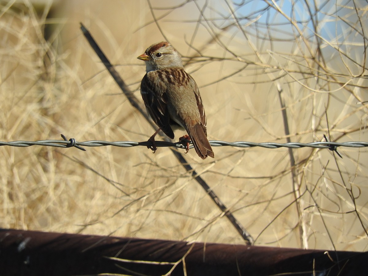 White-crowned Sparrow - George Vaughan