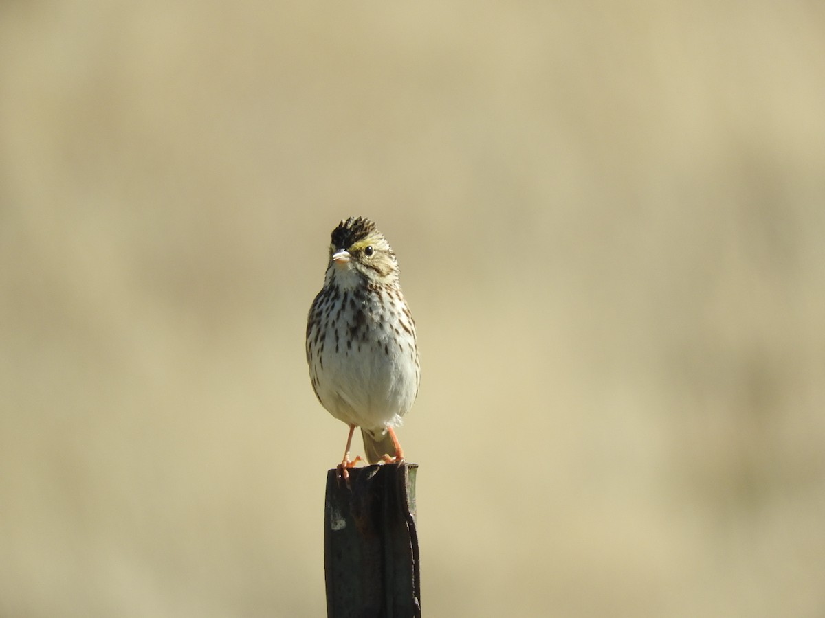 Savannah Sparrow - ML140905981