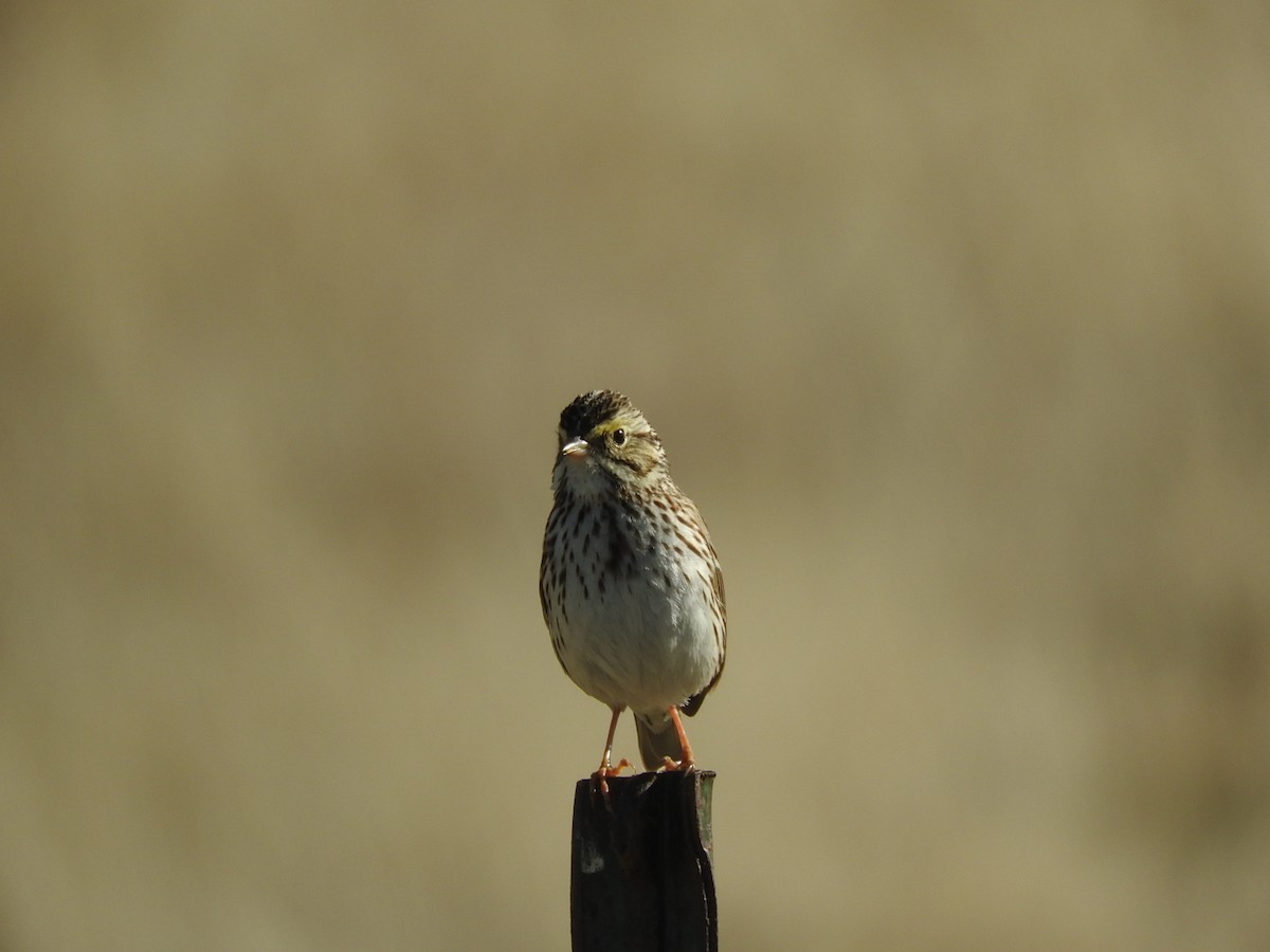 Savannah Sparrow - ML140906001