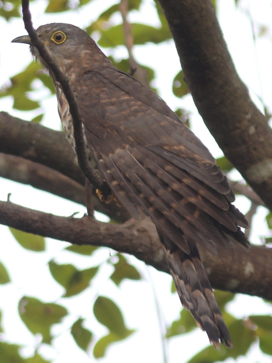 Common Hawk-Cuckoo - Vikas Madhav Nagarajan