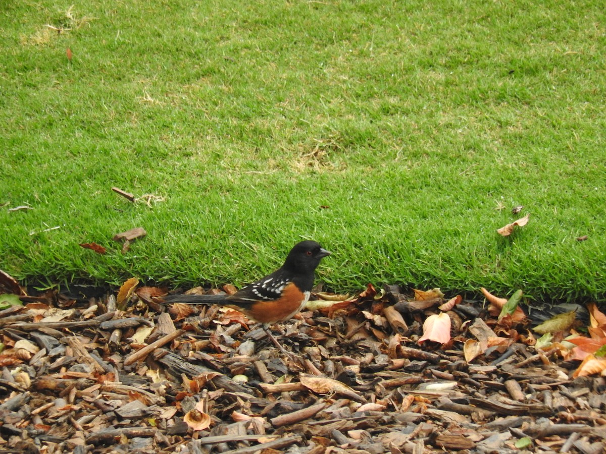 Spotted Towhee - ML140906671