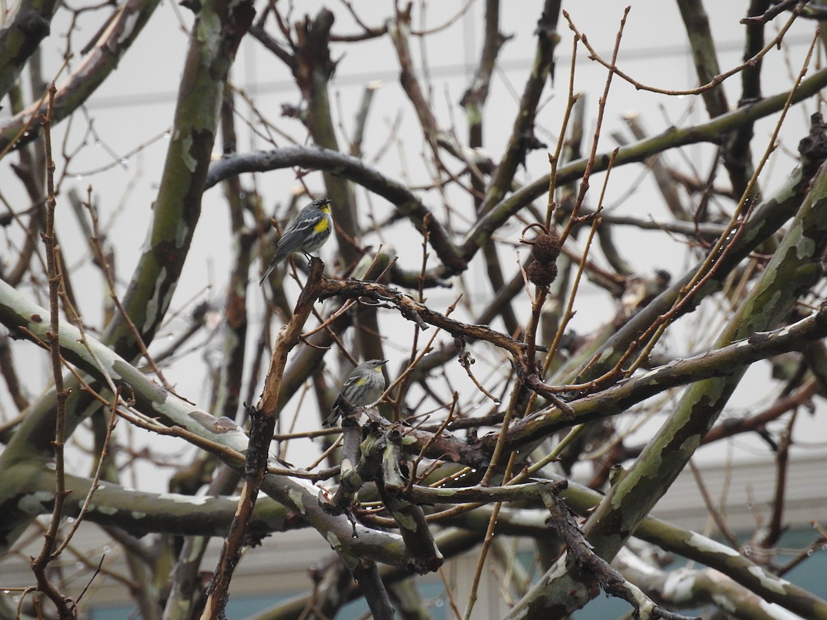 Yellow-rumped Warbler (Audubon's) - ML140906701
