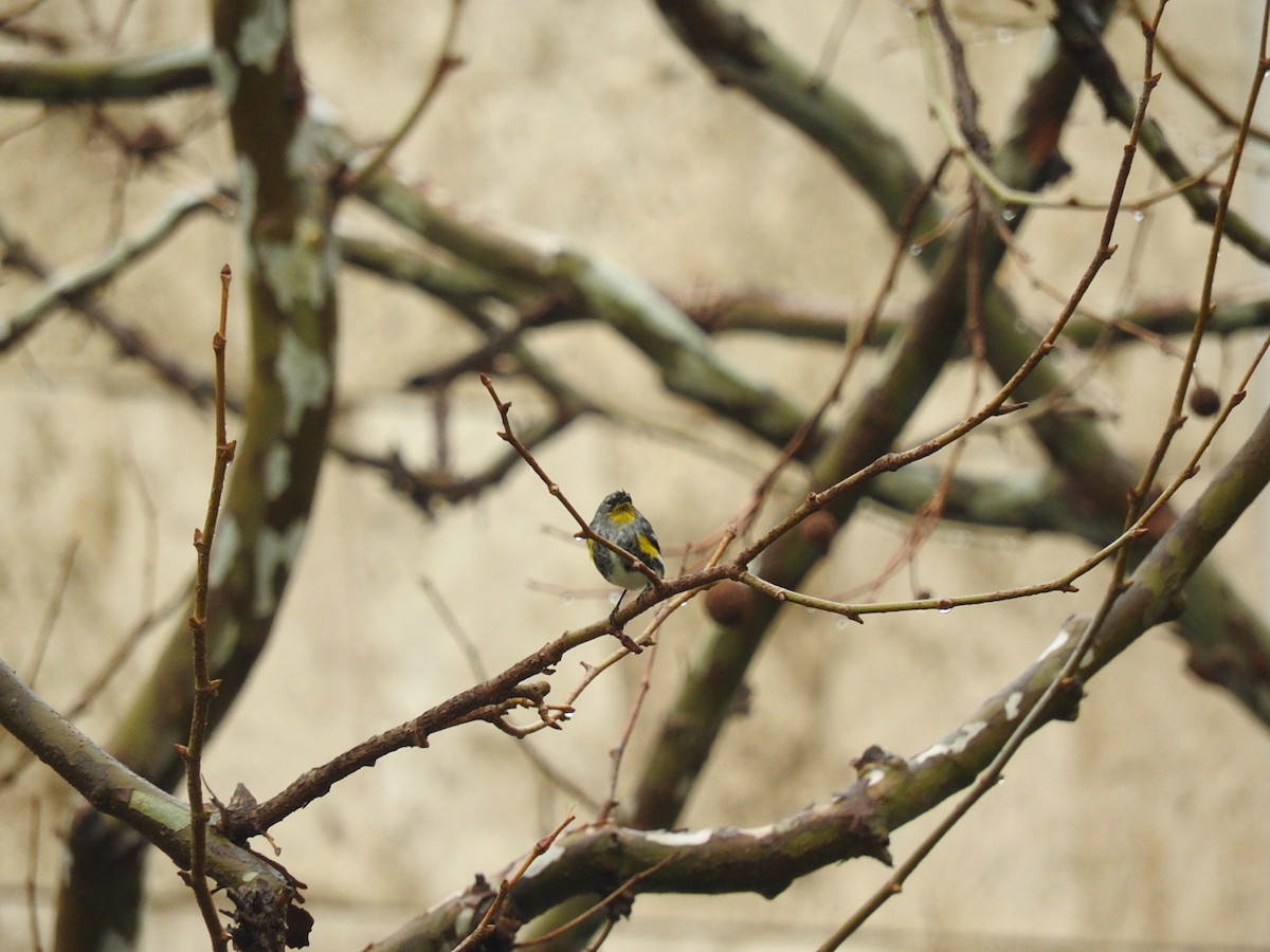Yellow-rumped Warbler (Audubon's) - ML140906721