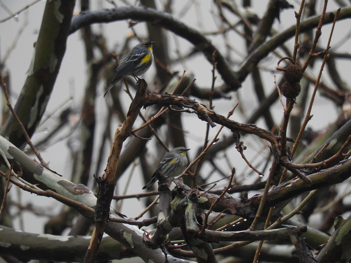 Yellow-rumped Warbler (Audubon's) - ML140906741
