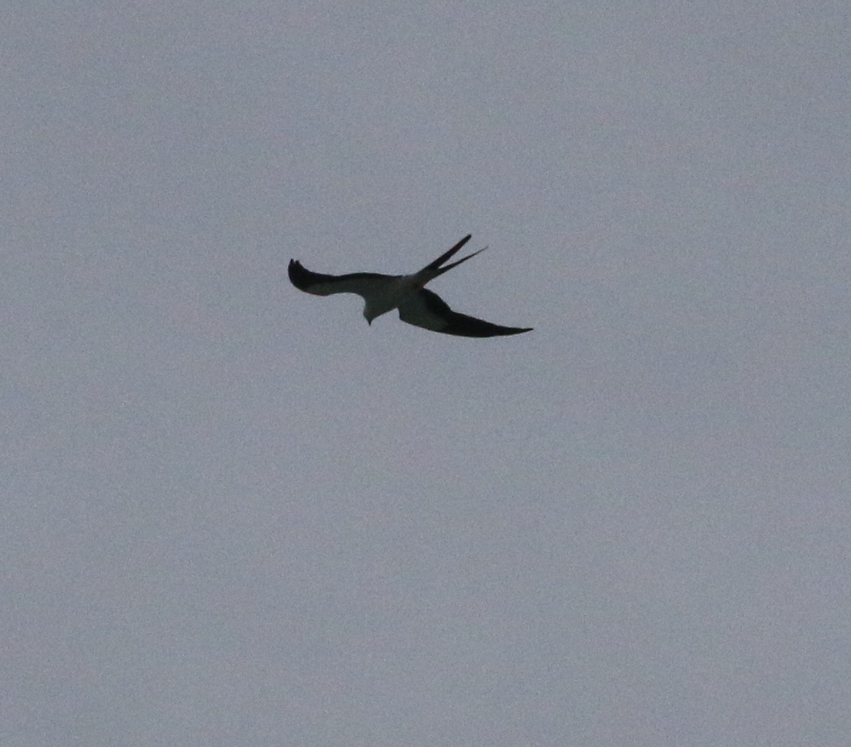 Swallow-tailed Kite - John Diener