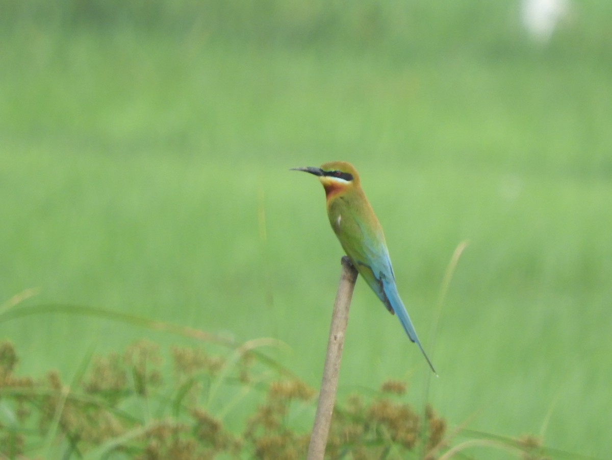Blue-tailed Bee-eater - ML140908551