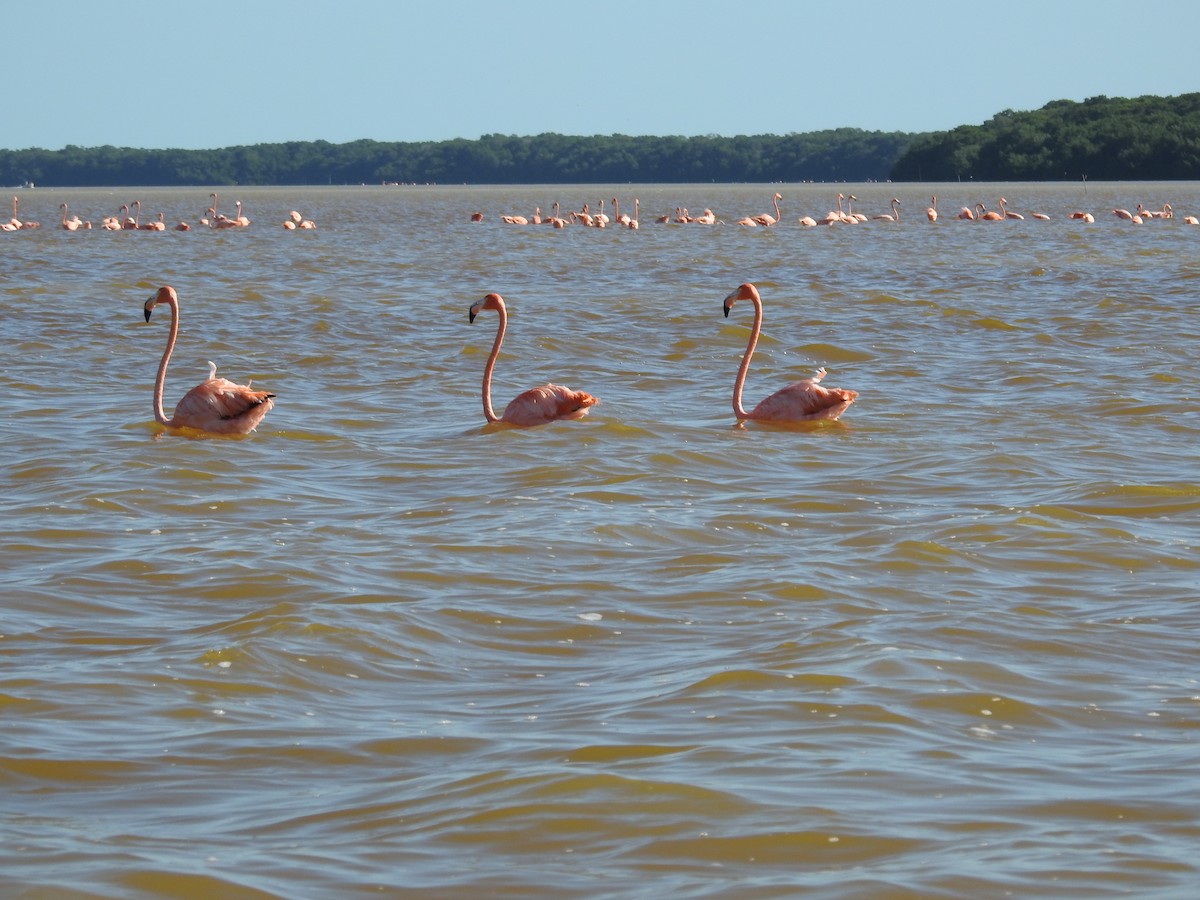 American Flamingo - ML140909471