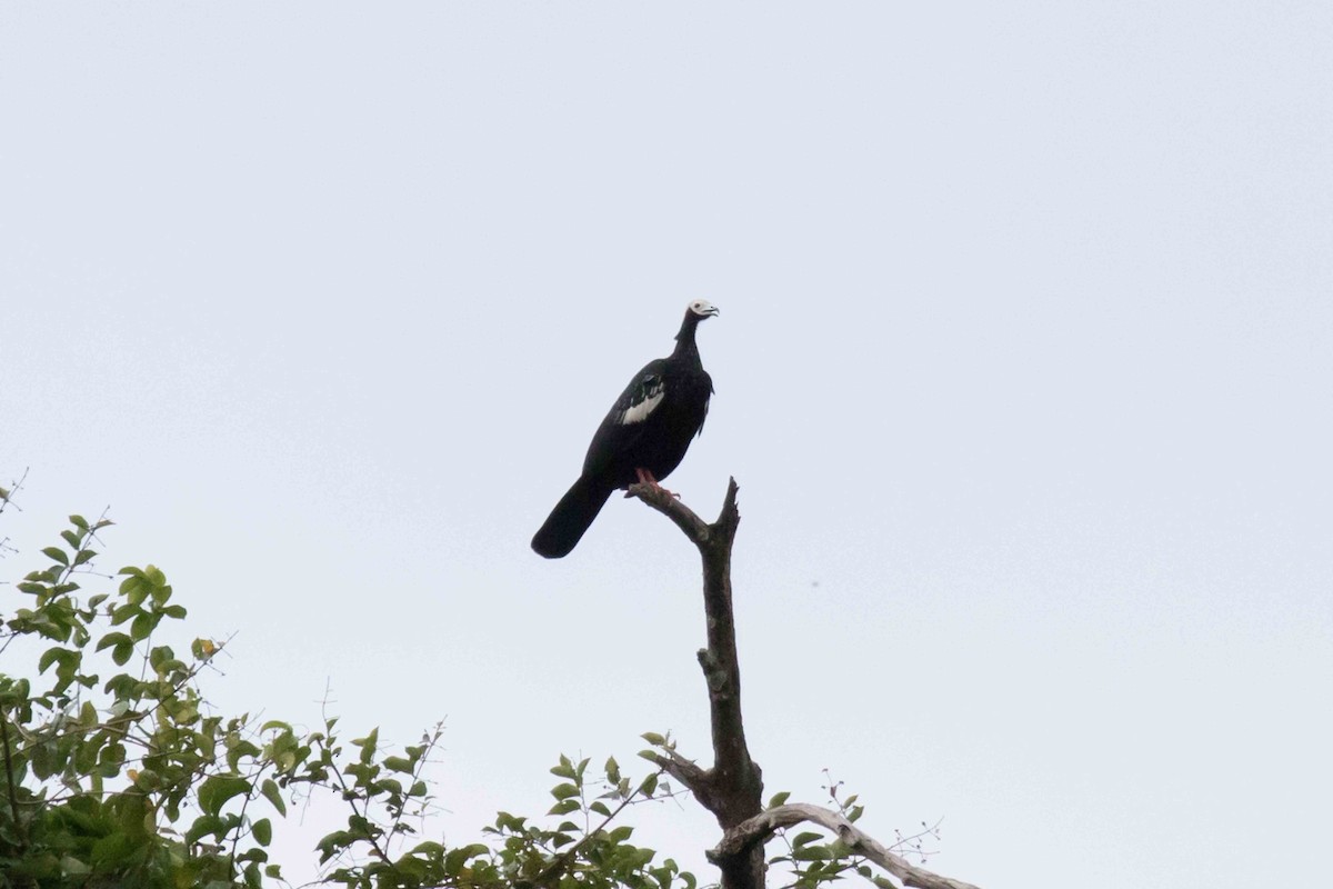 Blue-throated Piping-Guan - ML140910921