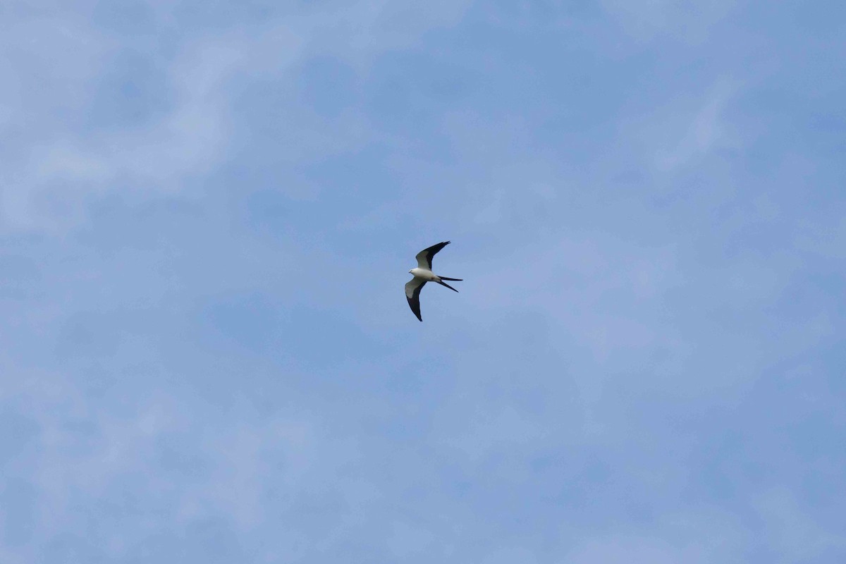 Swallow-tailed Kite - ML140911201