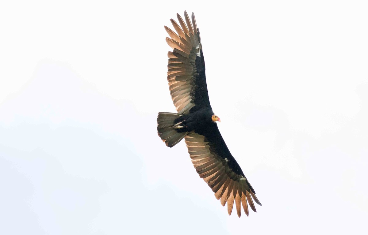 Greater Yellow-headed Vulture - ML140911571