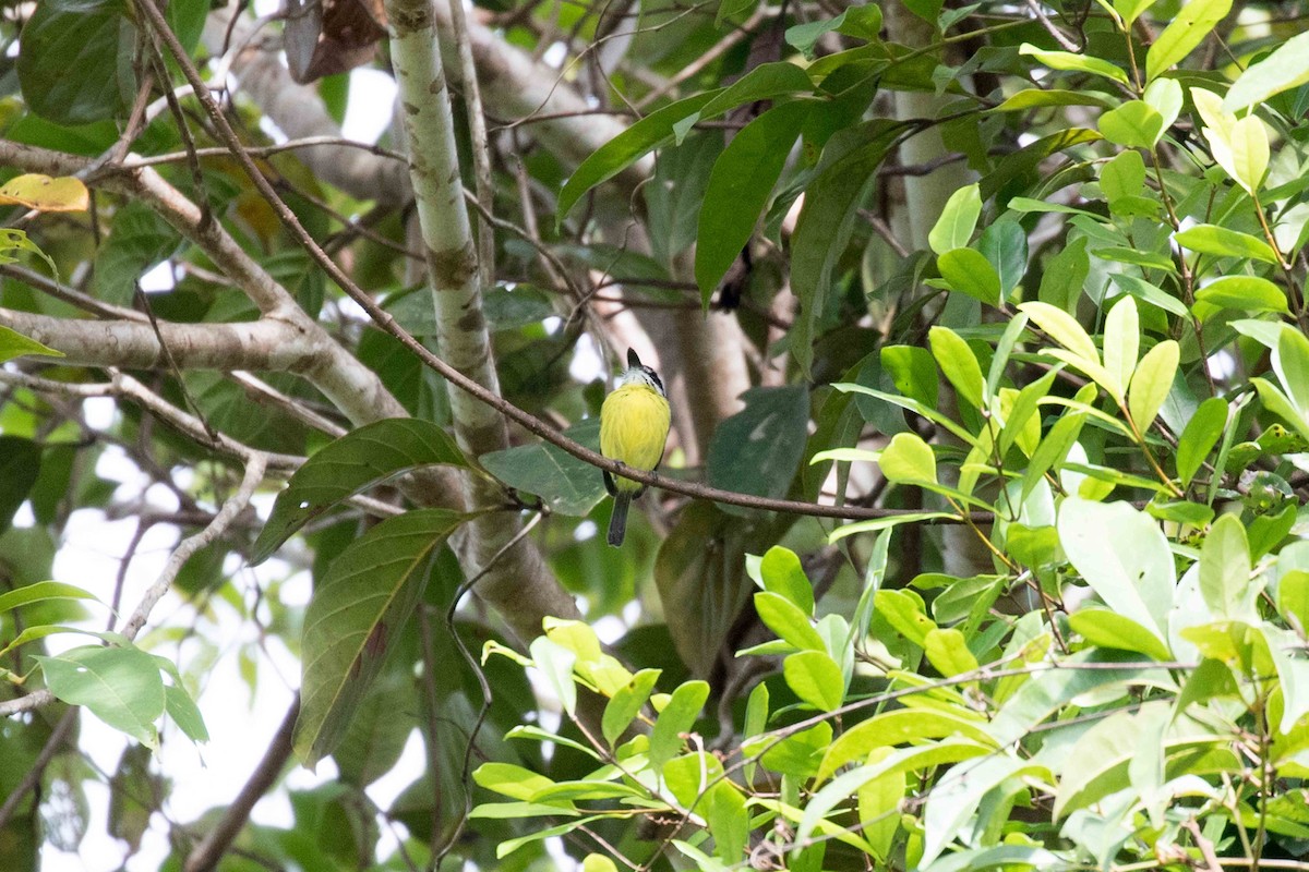 Painted Tody-Flycatcher - ML140911631