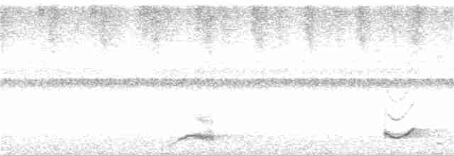 Bändernachtschwalbe - ML140911641