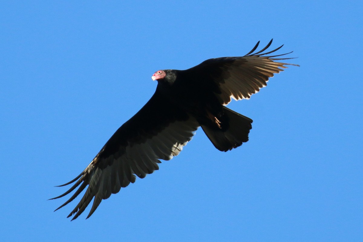 Turkey Vulture - David Carr