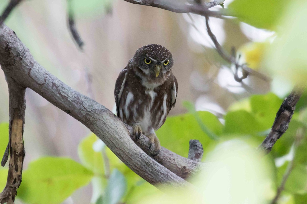 Ferruginous Pygmy-Owl - Linda Rudolph
