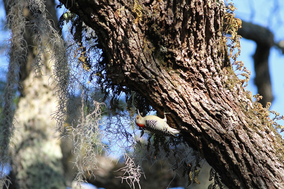 Red-bellied Woodpecker - Gerlinde Taurer