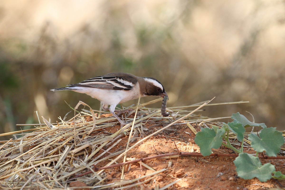 White-browed Sparrow-Weaver - ML140918661