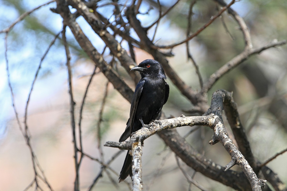 Fork-tailed Drongo - ML140918671