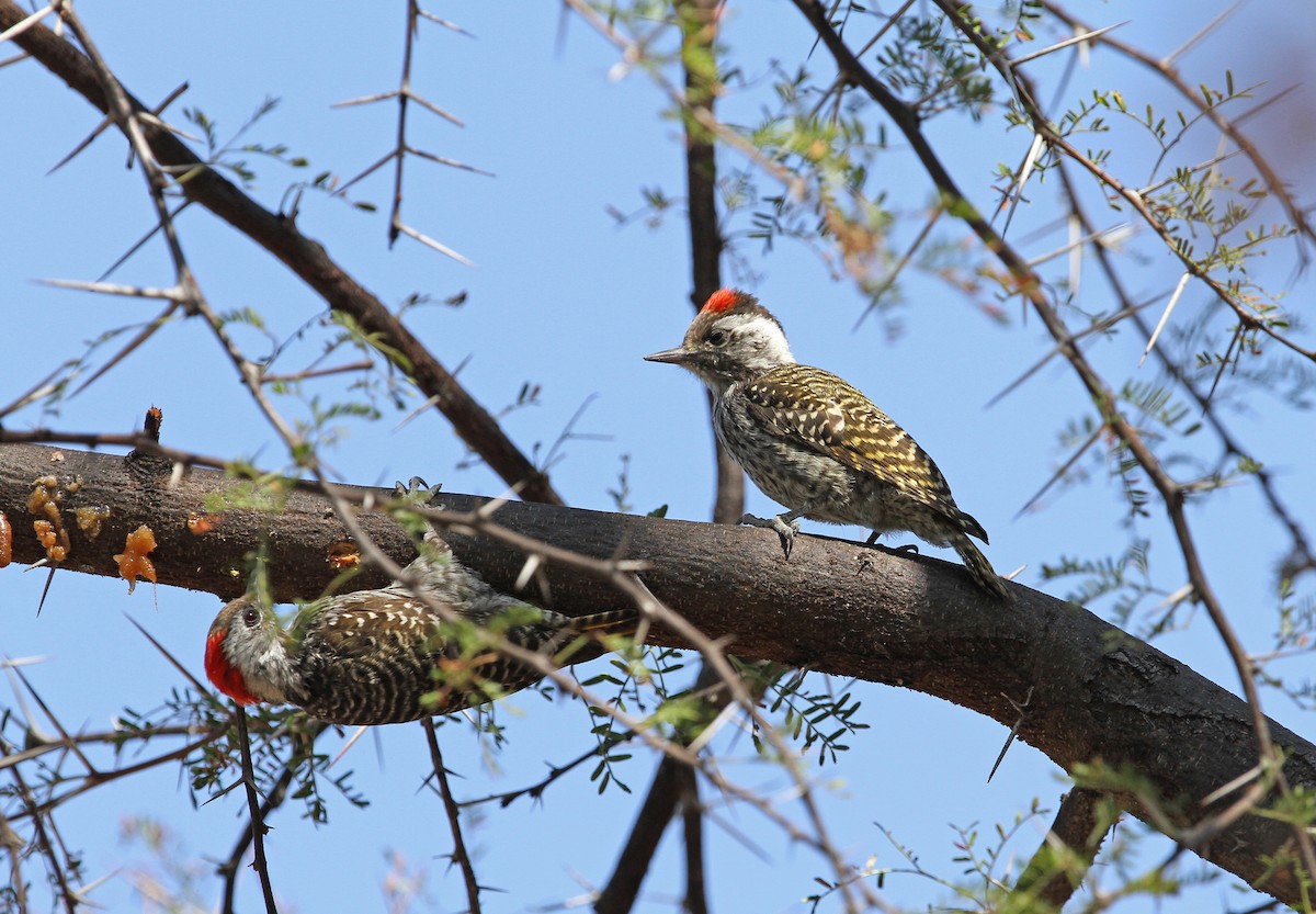 Cardinal Woodpecker - Gerlinde Taurer