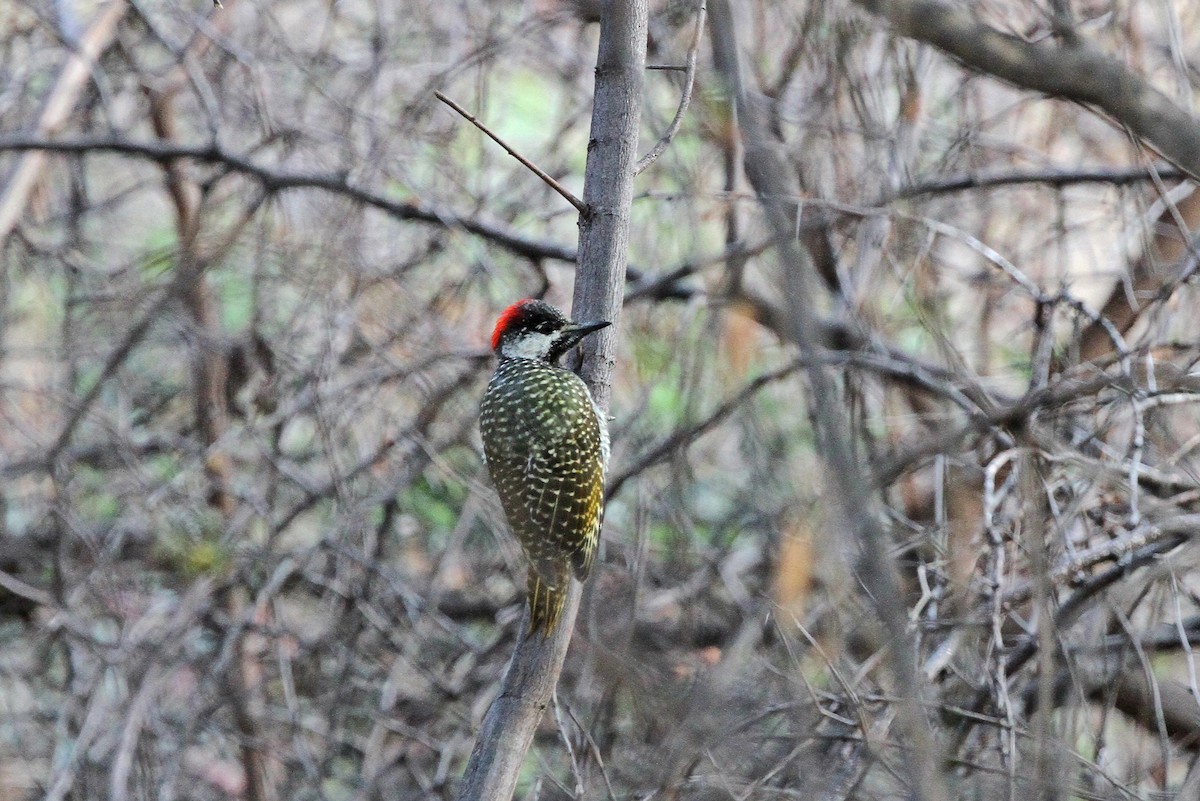 Bearded Woodpecker - Gerlinde Taurer