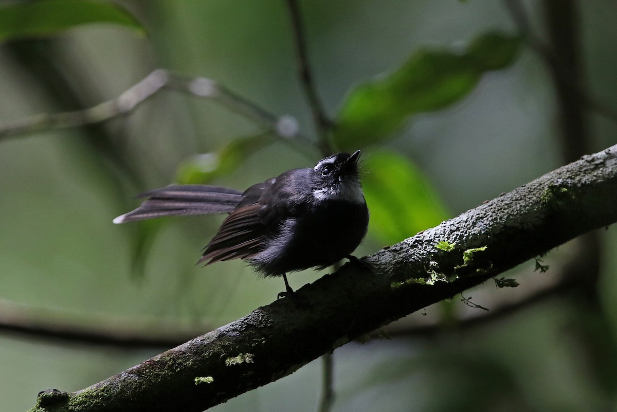White-throated Fantail - ML140920561