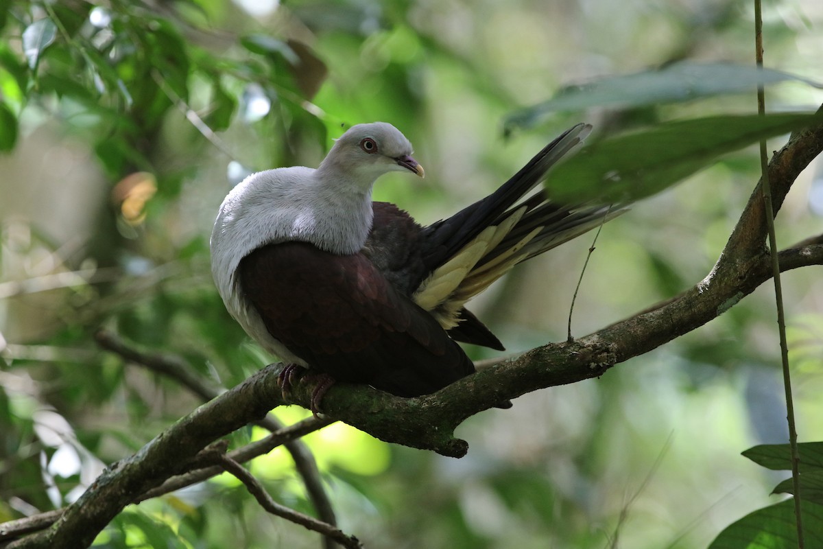 Mountain Imperial-Pigeon - ML140920691