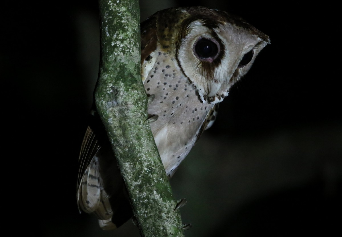 Oriental Bay-Owl - Gerlinde Taurer