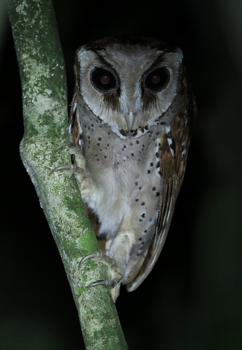 Oriental Bay-Owl - Gerlinde Taurer