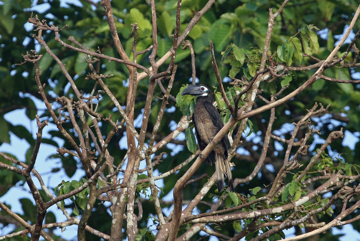 Bushy-crested Hornbill - Gerlinde Taurer