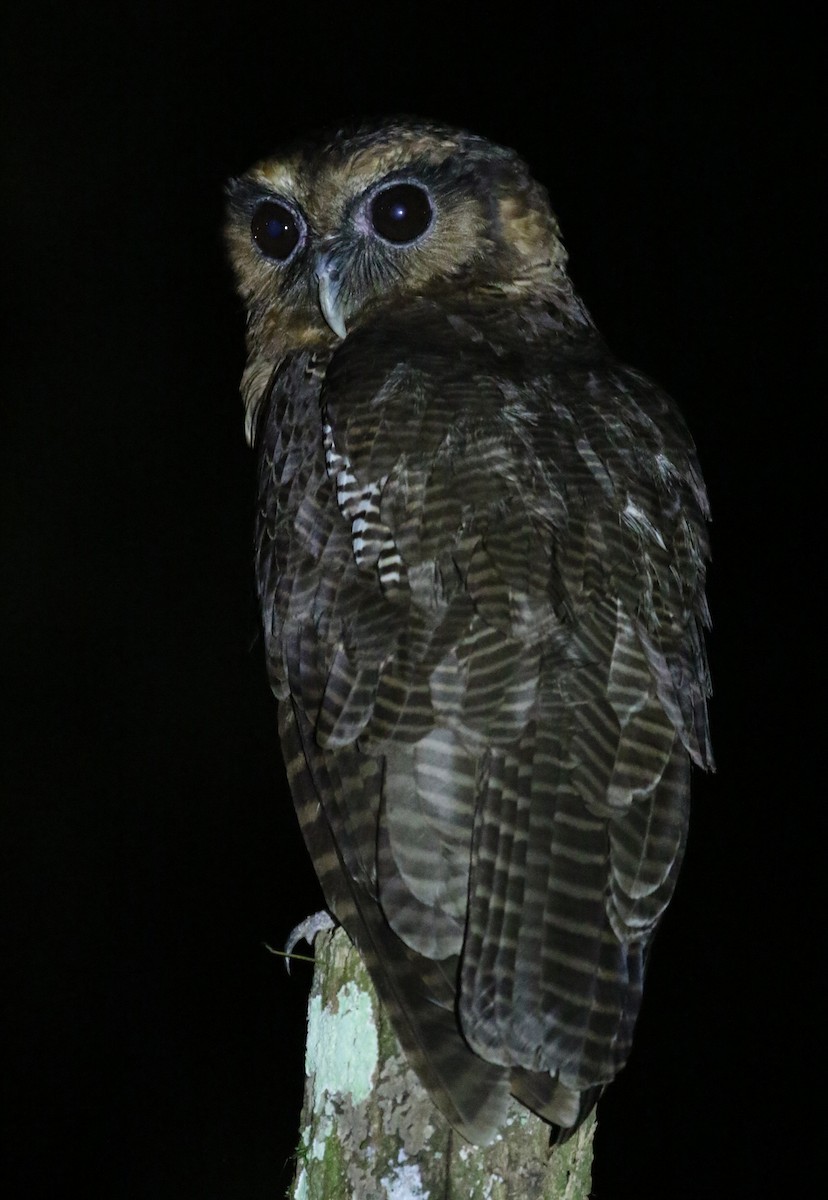Brown Wood-Owl - Gerlinde Taurer