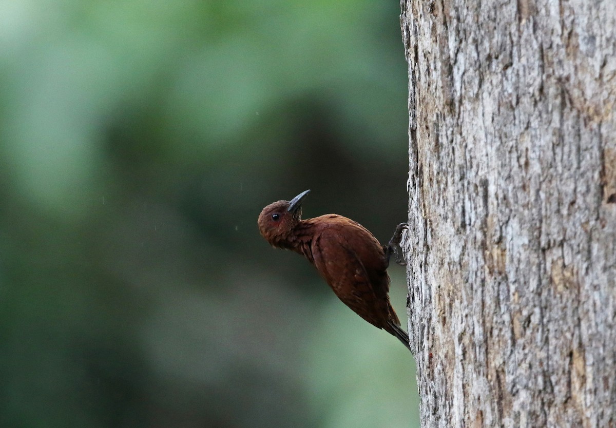 Rufous Woodpecker - Gerlinde Taurer