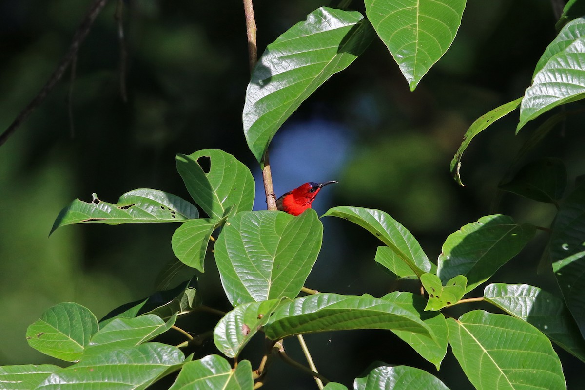 Crimson Sunbird - Gerlinde Taurer