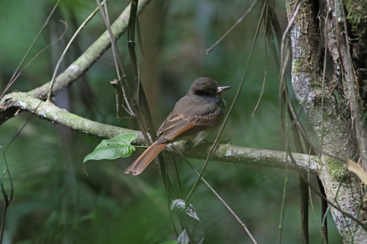 Rufous-tailed Flycatcher - Gerlinde Taurer